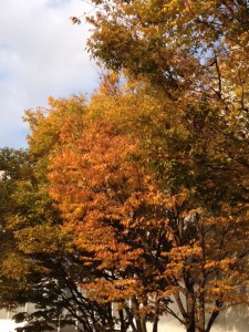 ホテル阪急エキスポパークの駐車場に植わる木はすっかり枯れ葉