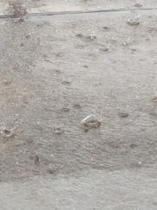 コンクリートの路面に激しい勢いの雨粒がたたきつけられるように落ちます