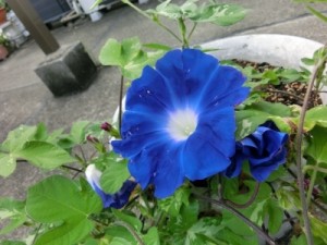 青い朝顔が鉢のうえに一輪、咲いています。