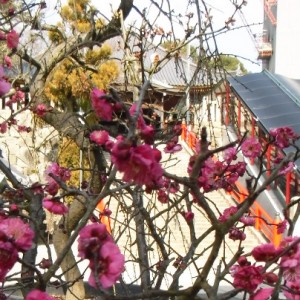 中山寺で咲き始めの梅