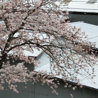 桜の枝垂れに薄い色で桜の花が６割くらい咲いています。