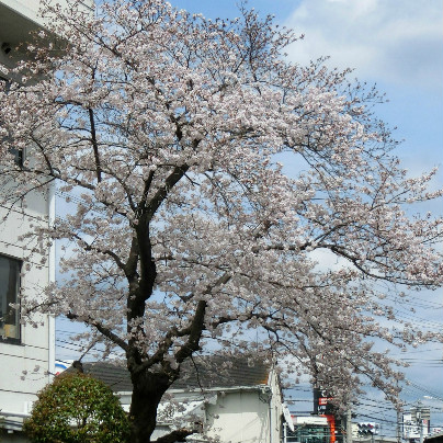 桜の花が六分ほど咲いています。