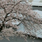 ほぼ満開の桜