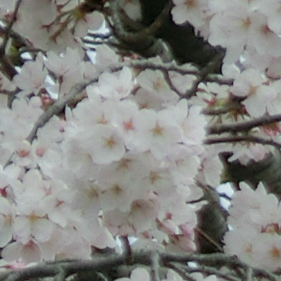 当社の桜は、色がわりと薄めです