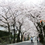 桜のトンネル