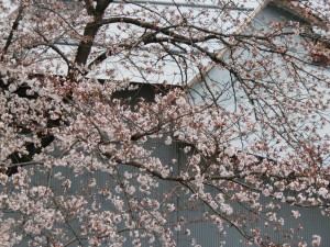 神崎(株)・快適空間スクリオ・神崎屋に咲く桜をビルの西側から撮ったようす。川面に桜がかかっています。