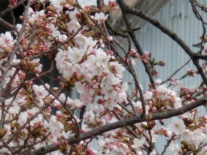 神崎(株)・快適空間スクリオ・神崎屋に咲く桜をビルの西側から撮ったようす。桜の花をアップで撮っています。