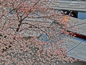 神崎(株)・快適空間スクリオ・神崎屋の敷地に咲く桜は七分咲き