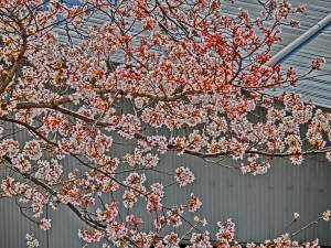 神崎(株)・快適空間スクリオ・神崎屋の敷地に咲く桜は七分咲きをアップで撮った様子。桜色が爽やかです。