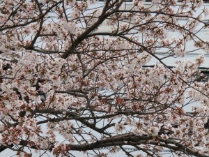 神崎(株)・快適空間スクリオ・神崎屋の桜が満開になっている様子をうんとアップで撮影