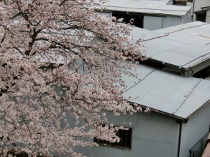 神崎(株)・快適空間スクリオ・神崎屋の桜が満開になっている様子