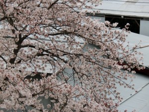  神崎(株)・快適空間スクリオ・神崎屋の桜が満開になっている様子をややアップで