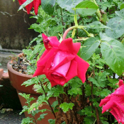 鉢植えに咲く赤い薔薇の花が雨に濡れています