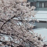 今日の桜