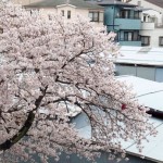 会社の桜・満開