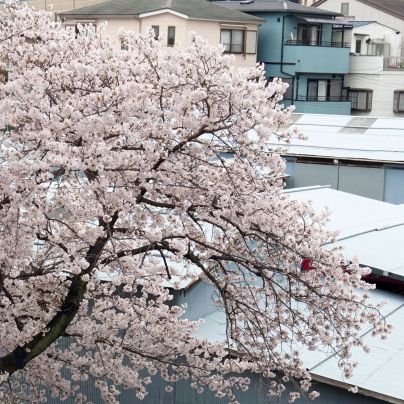 神崎(株)に植わる桜の木が満開
