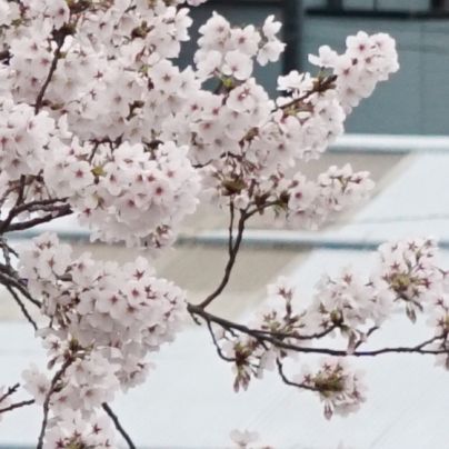 スクリオに植わる桜の花をアップで撮す。