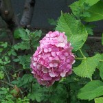 ６月の花は移り気ですと