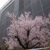 ご近所の桜は、もう七分咲き