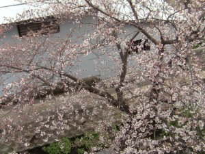 神崎(株)の南側で咲く桜です。まだ五分咲きにやや早いかな。
