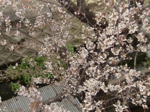 神崎(株)の南側で咲く桜です。まだ五分咲きにやや早いかな。