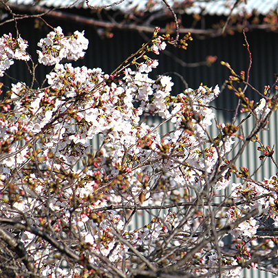 桜20150330