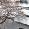 今日の桜。もうすぐ満開です。
