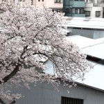 桜が満開になりました