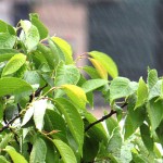 きょうは雨、そして五月、五月の雨といえば…？