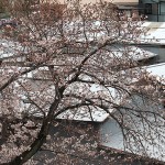 今日の桜