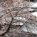 今日の桜