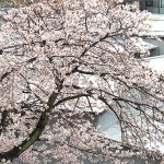 今日の桜