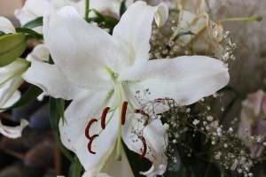 白い百合の花です。