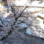 今日の桜