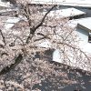 今日の桜　満開です！