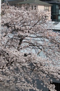 見事な枝振りの桜がほぼ満開