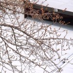 今年の桜