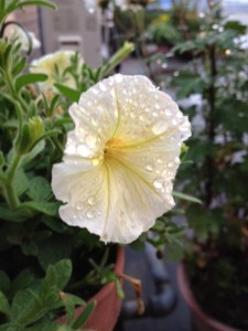 薄黄色いペチュニアの花が一輪、たくさんの雨水を花びらにたたえて咲いています。