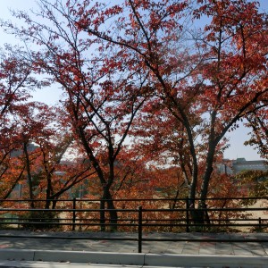 歩道の脇、グランドを背景にして、赤く色づいた木々が並んでいます。