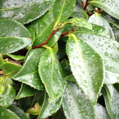 緑色した沢山の葉っぱに雨粒がいくつも載っています。