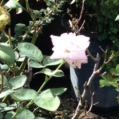 ピンクのバラが一輪、植え込みに咲いています