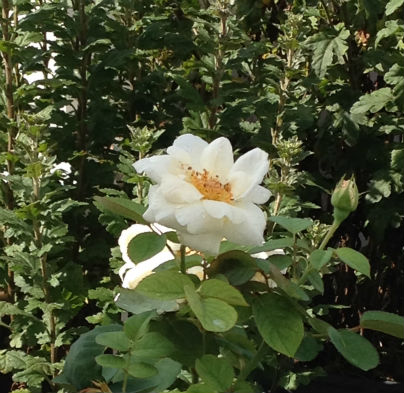 画面の中央には白い薔薇の花が一輪、まわりはバラの茎と葉っぱが写っています。