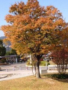 箕面市立病院の玄関前ロータリーの脇に葉を茶色に染めた木が立っています。