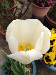 チューリップの花の中にある雄しべと雌しべが黄色く映っています。